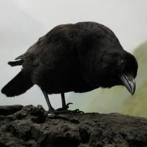 Meet your Posher, Riv